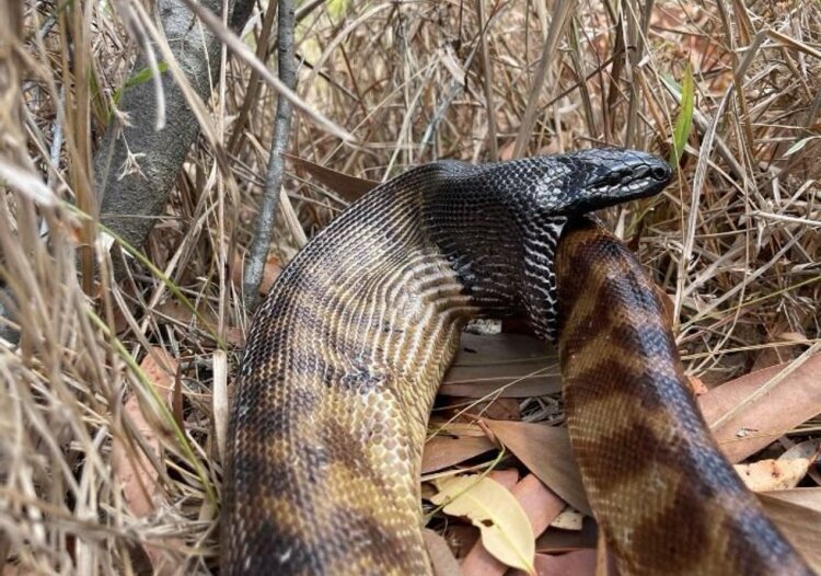 عکس| صحنه ترسناک همنوع‌خواری/ تقلای بی‌فایده برای فرار از آرواره مار پیتون