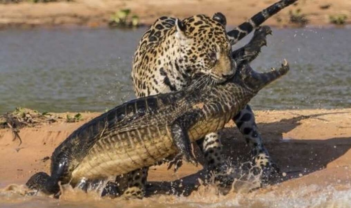 فیلم| حمله جگوار به تمساح کایمن؛ وقتی شکارچی طعمه می‌شود