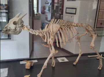 عکس| عجیب‌ترین بز جهان با یک ویژگی شگفت‌انگیز!