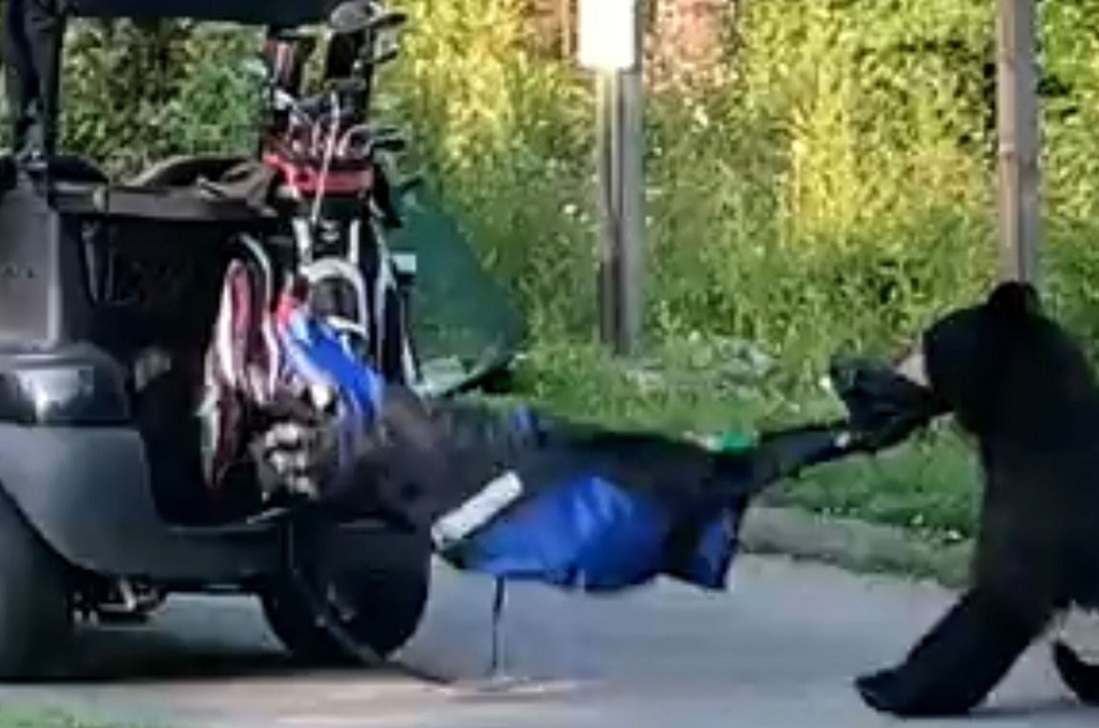 فیلم| خرس سیاه کیسه‌ای پر از نوشابه دزدید