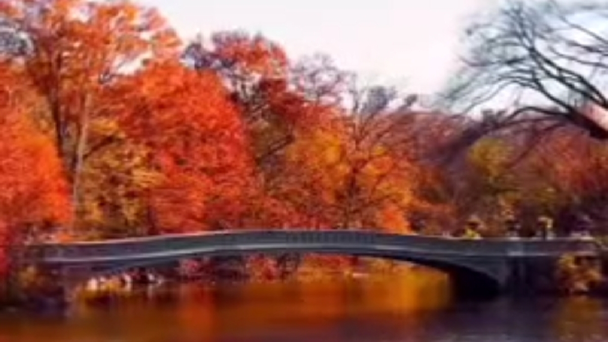 فیلم| فصل پاییز و زیبایی‌های آن