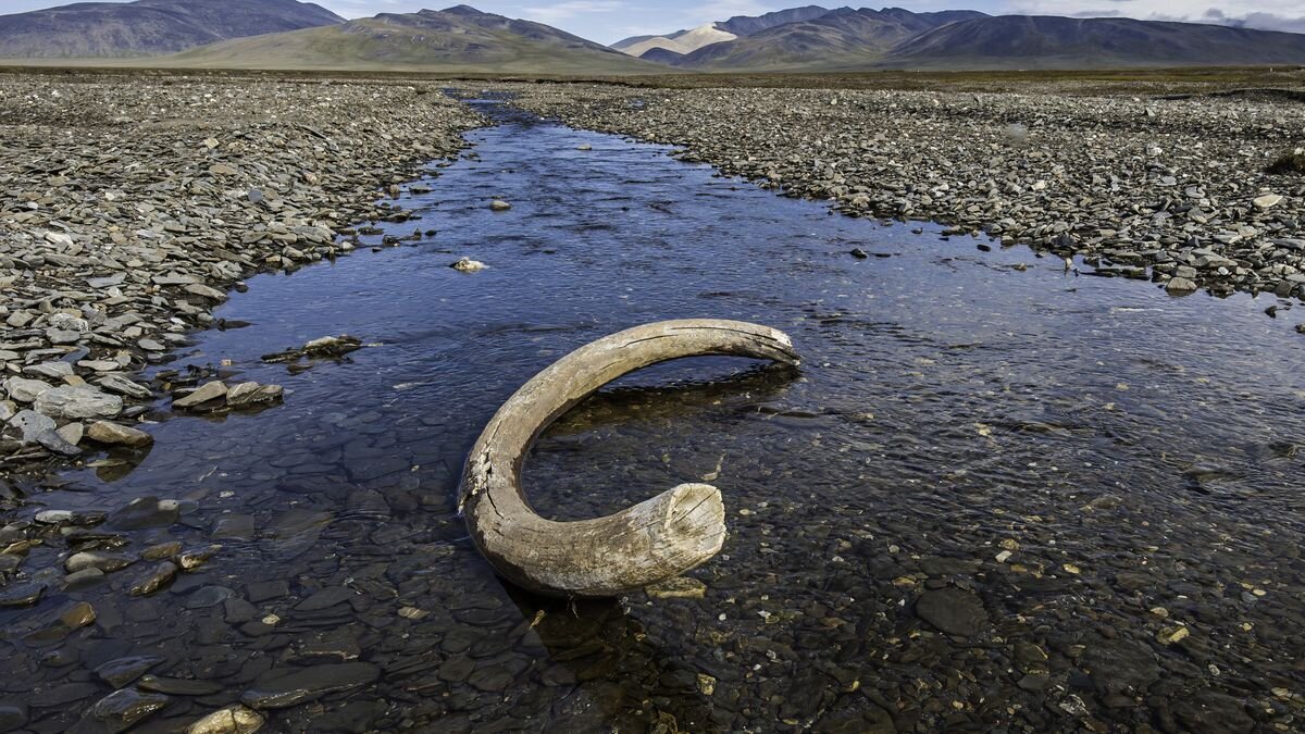 عکس| دختربچهای در روسیه استخوانهای ماموت را پیدا کرد! عکس| دختربچهای در روسیه استخوانهای ماموت را پیدا کرد!