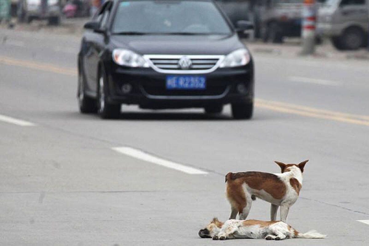 فیلم| این توله سگ هم‌نوعش را از تصادف نجات داد!