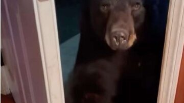 عکس| خرسی که در خانه یک شهروند را زد!