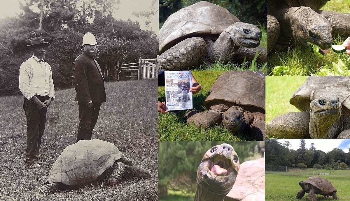 فیلم| جشن تولد پیرترین حیوان زنده جهان؛ جاناتان ۱۹۱ ساله شد!