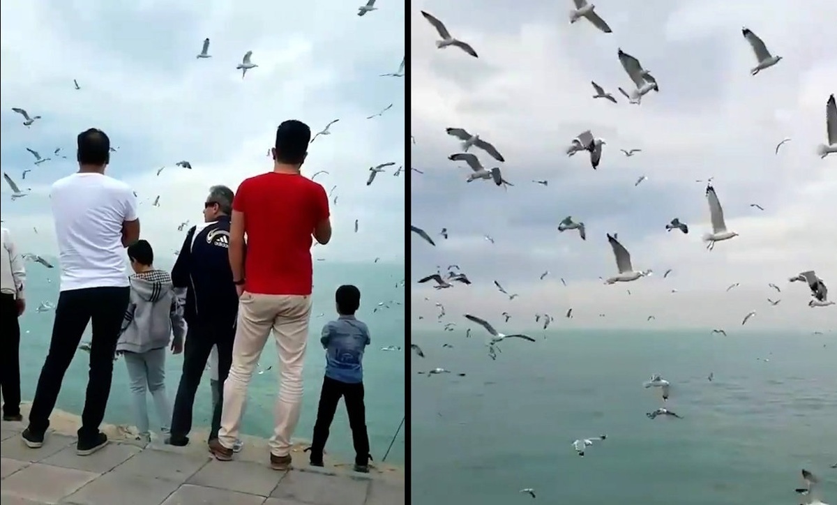 فیلم| پرواز زیبای مرغ های دریایی در بندر بوشهر