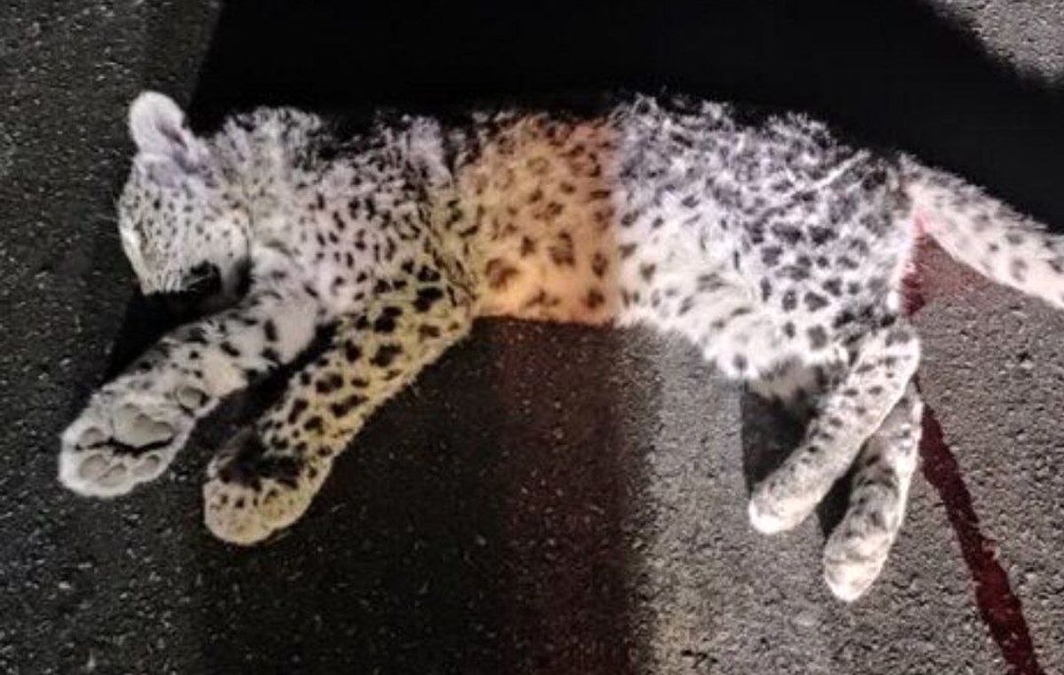 تصویری از توله پلنگ تلف شده در کازرون