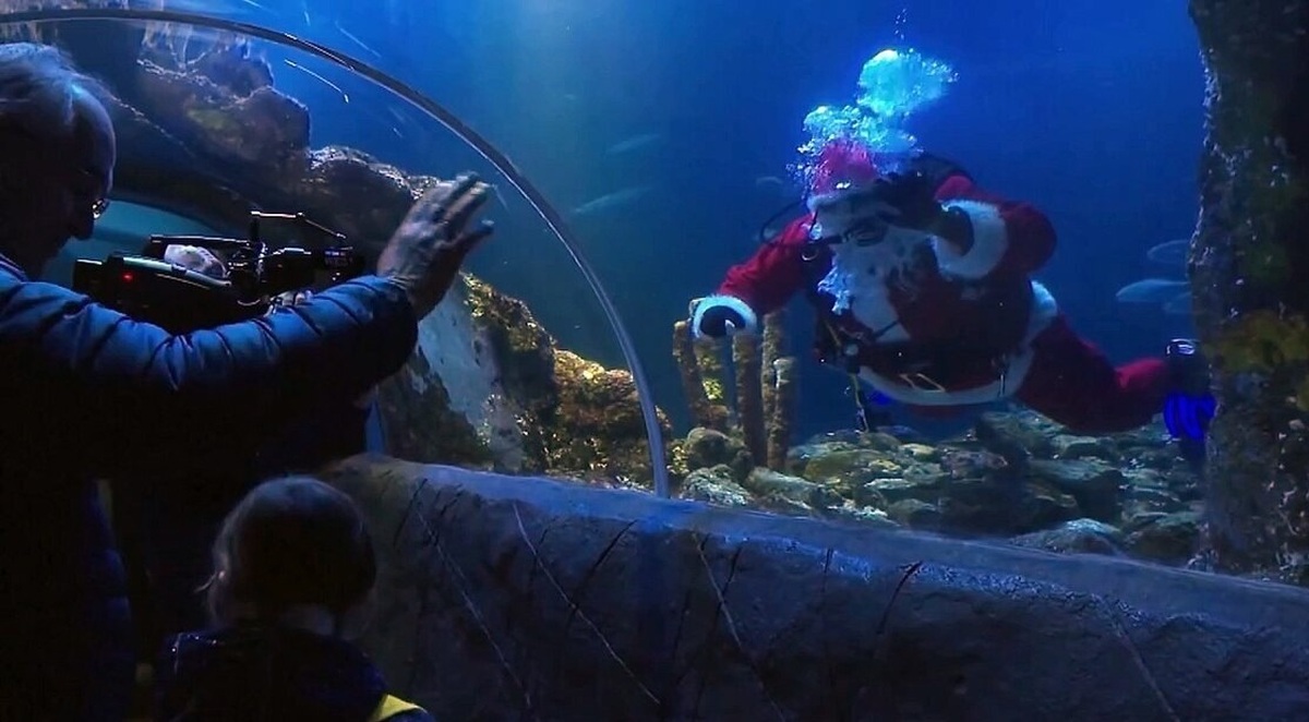 فیلم| بابانوئل در آکواریوم
