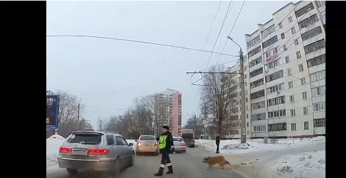 فیلم| کمک افسر پلیس به یک سگ برای عبور از خیابان