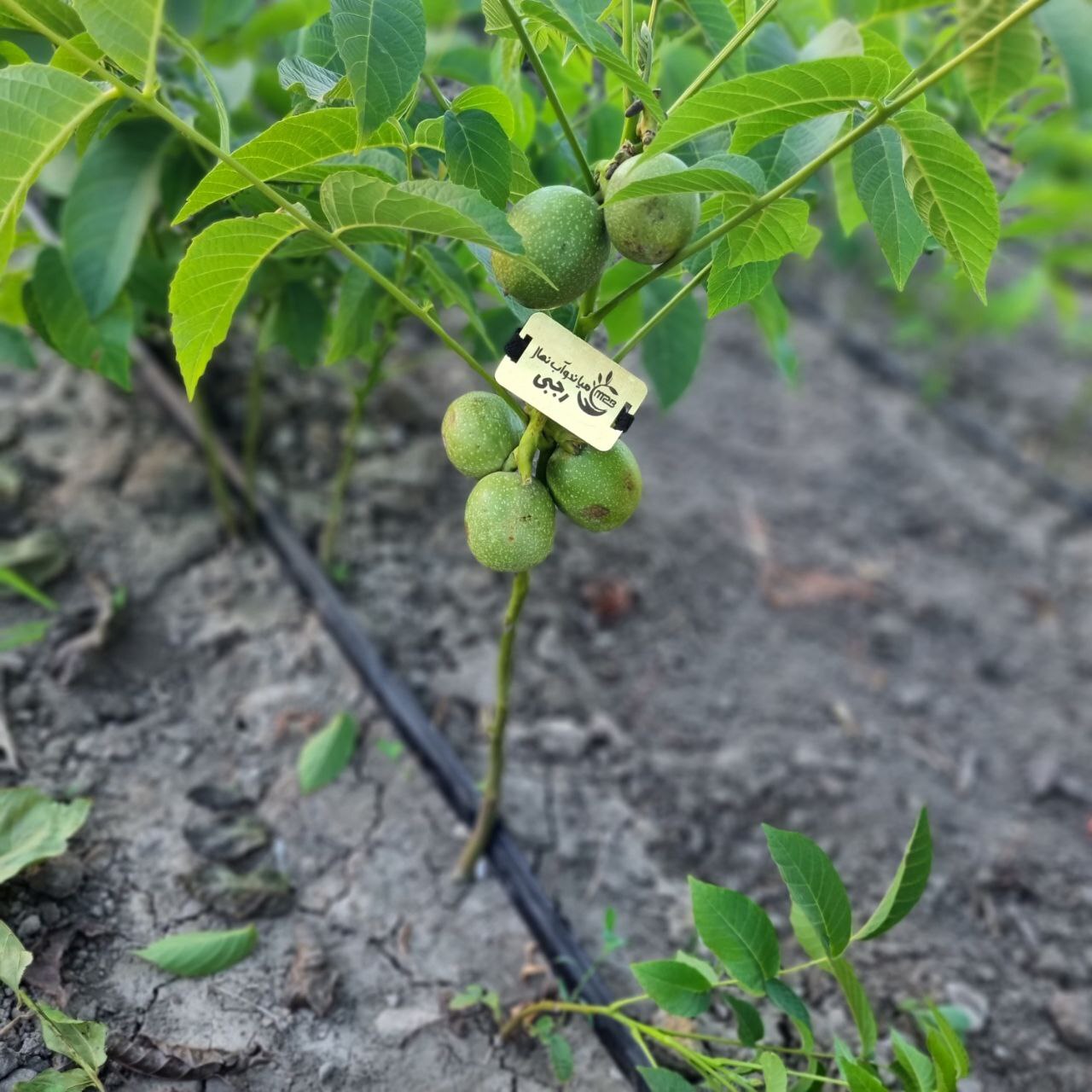 بزرگترین نهالستان کشور از سود میلیاردی باغ گردو می‌گوید