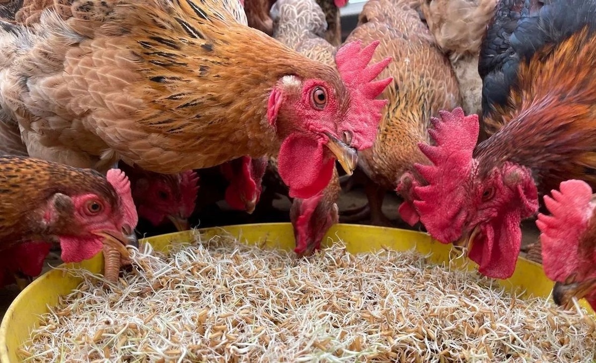 فیلم| کشاورز ویتنامی با این روش خلاقانه ۲۵۰۰ مرغ و خروس پروار کرد!
