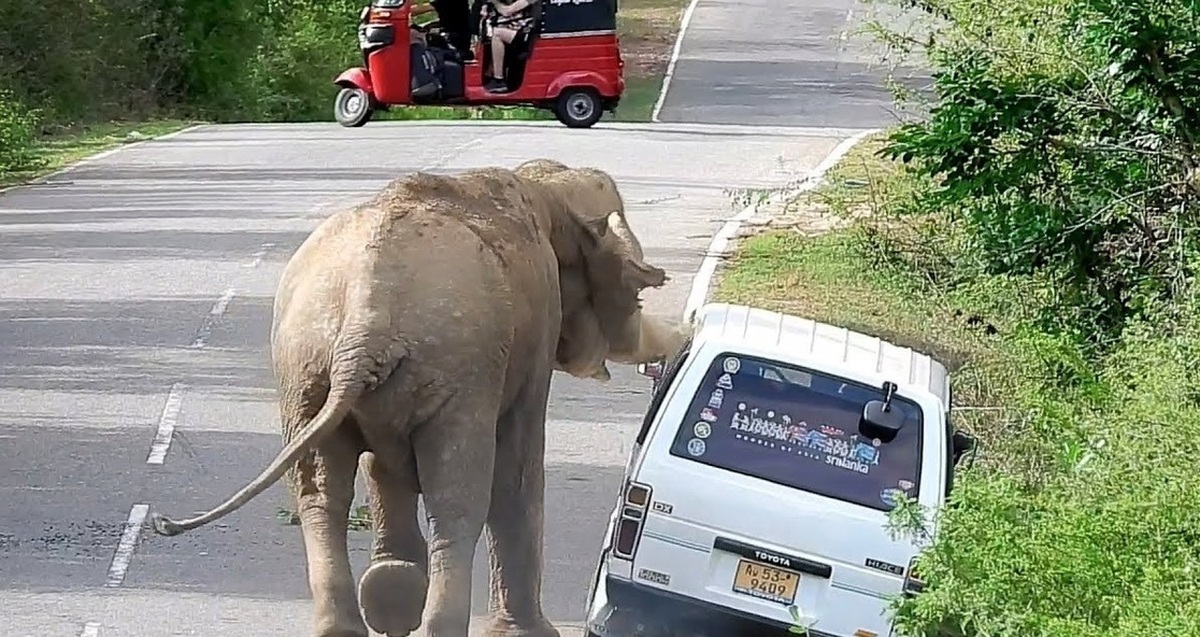 فیلم| هجوم فیل گرسنه به خودروی گردشگران