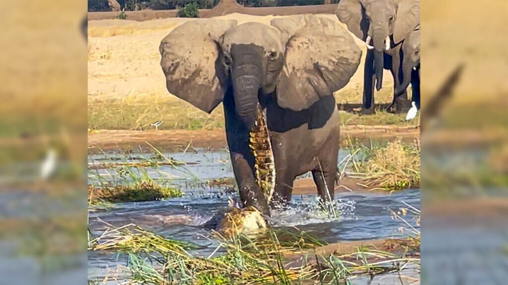 عکس| حمله شجاعانه فیل مادر به کروکودیل غول‌پیکر!
