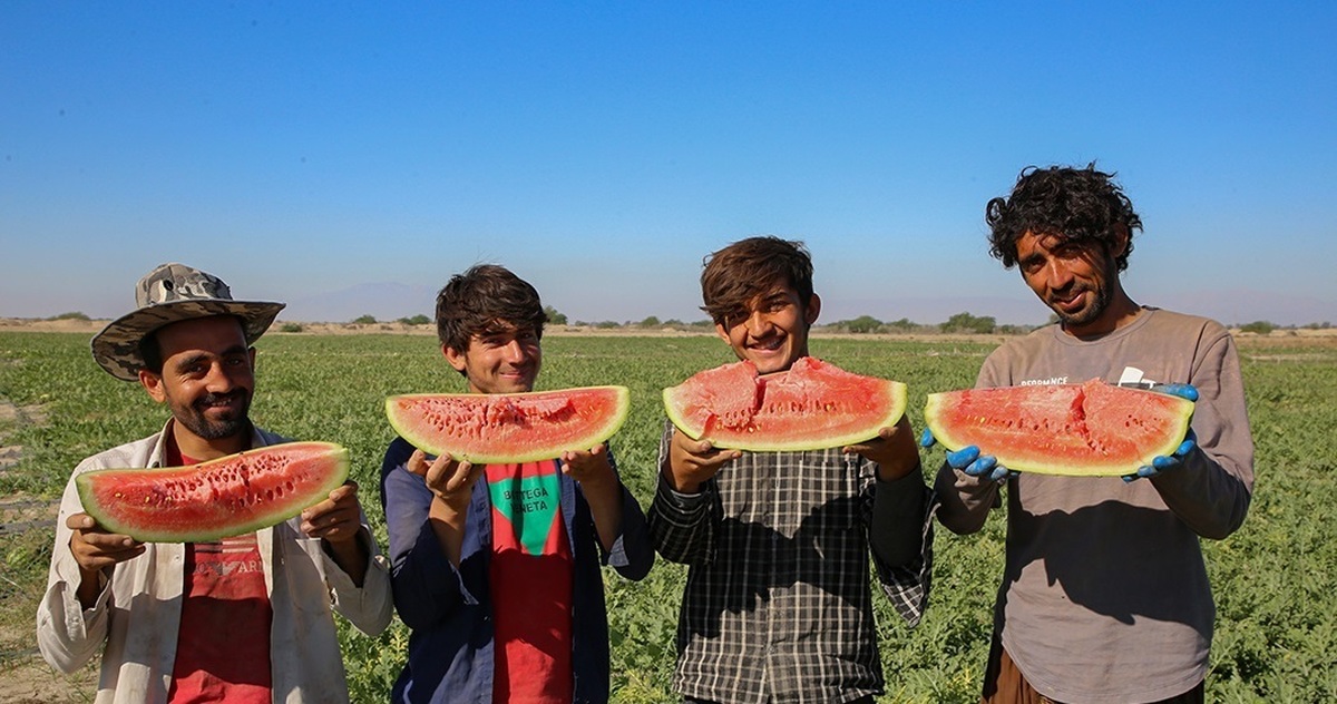 تصاویر| برداشت «هندوانه یلدا» در روستای چاه شیرین