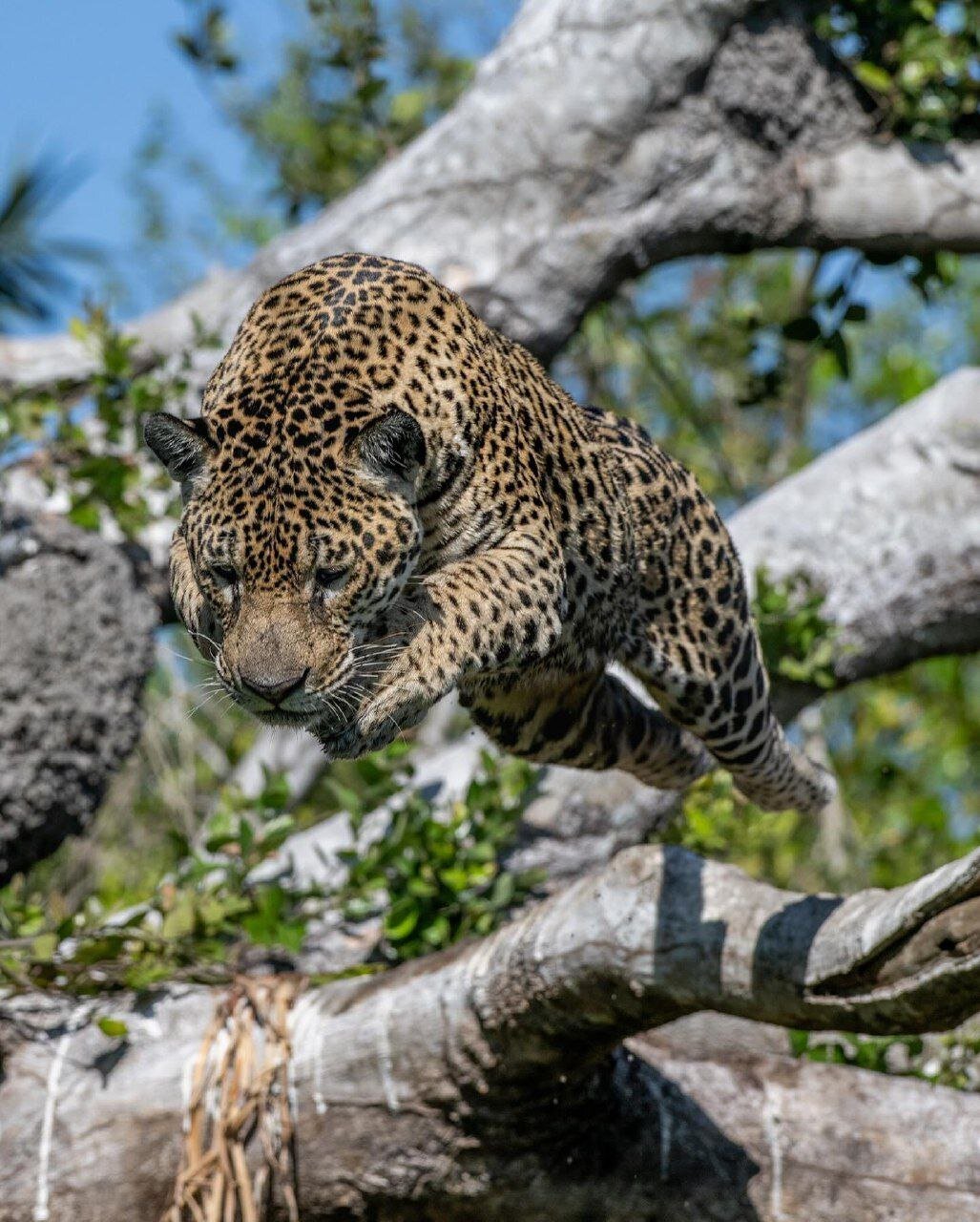 عکس| قاب بی‌نظیر نشنال‌جئوگرافی از حمله یک ببر