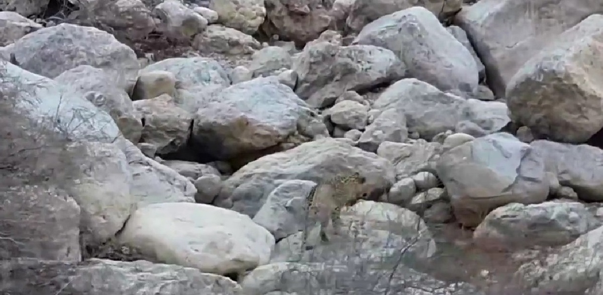 فیلم| مشاهده پلنگ ایرانی در قلب تنگ باستانی پیرزال