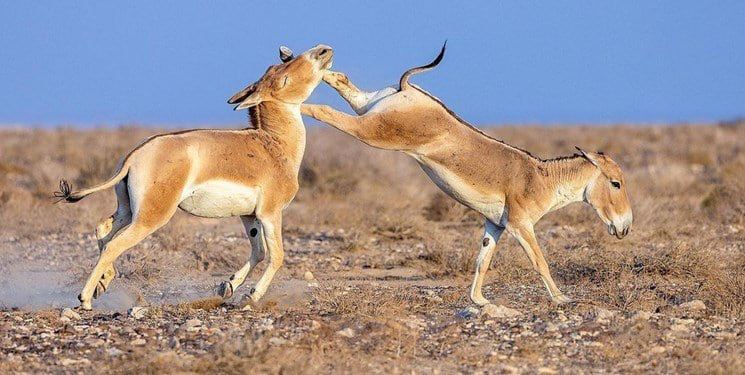 عکس| درگیری جالب ۲ گورخر ایرانی سوژه شد!