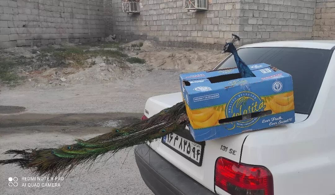 عکس| تصویری عجیب از یک طاووس درون یک جعبه و روی صندوق پراید!