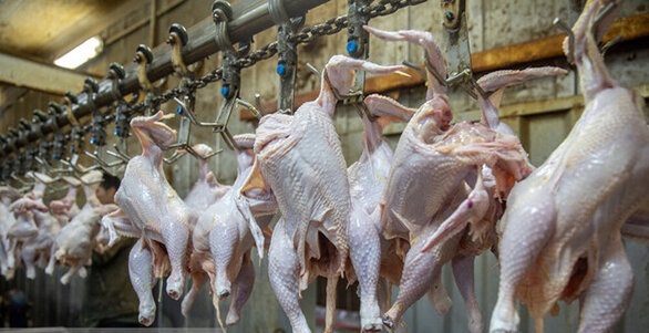نکاتی درباره خرید مرغ سالم و شیوه صحیح پخت آن