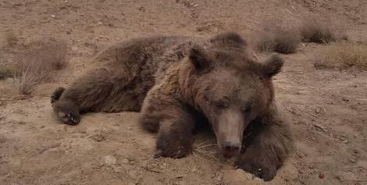 فیلم| تلف شدن یک خرس بر اثر تصادف در جادۀ شاهرود، آزادشهر