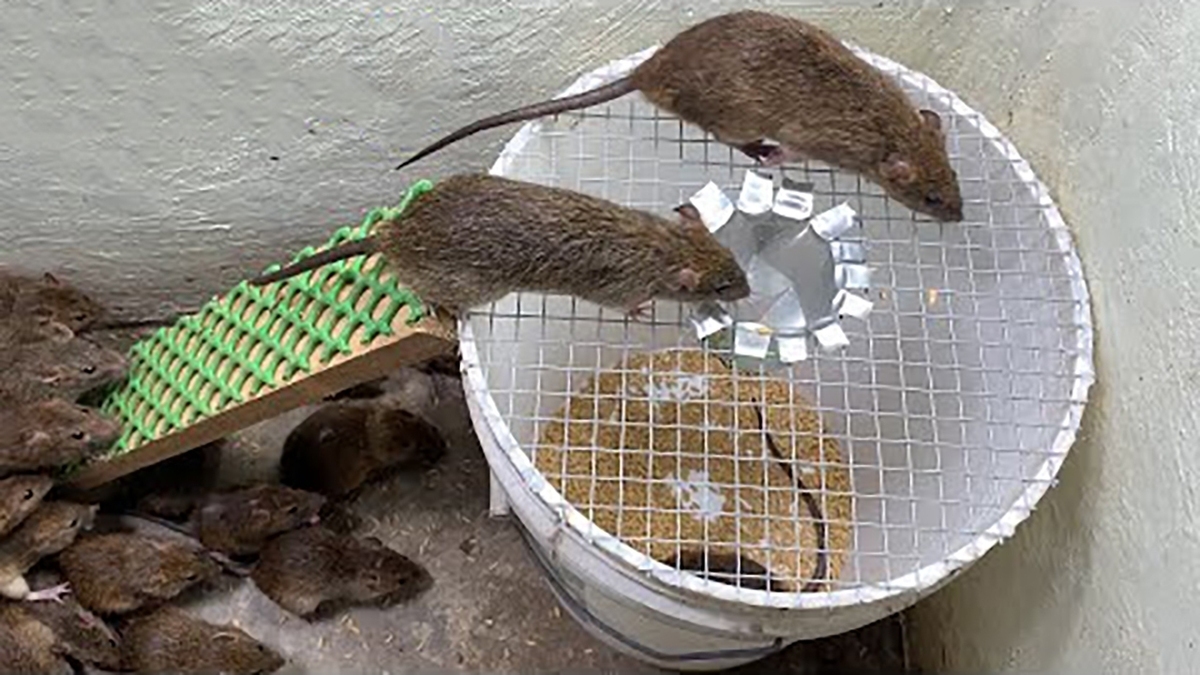 فیلم| ساخت یک تله موش ابتکاری بسیار کارآمد با دو دبه پلاستیکی آب