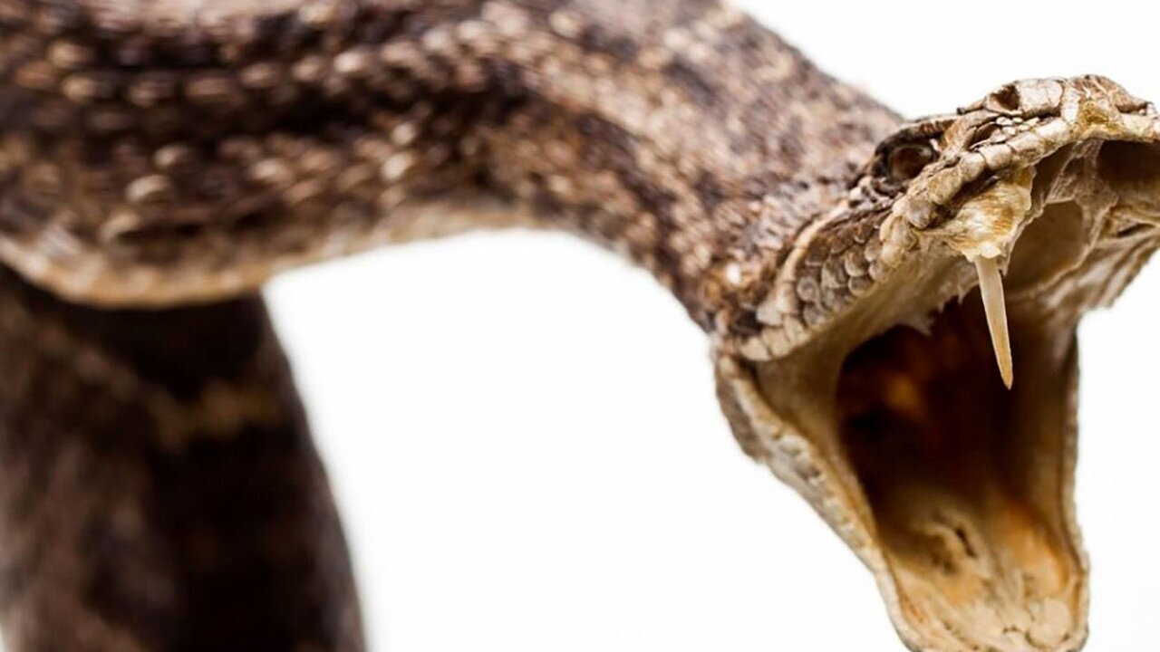 فیلم| یخ زدن سر گوزن و تلاش دو قزاقستانی برای کمک