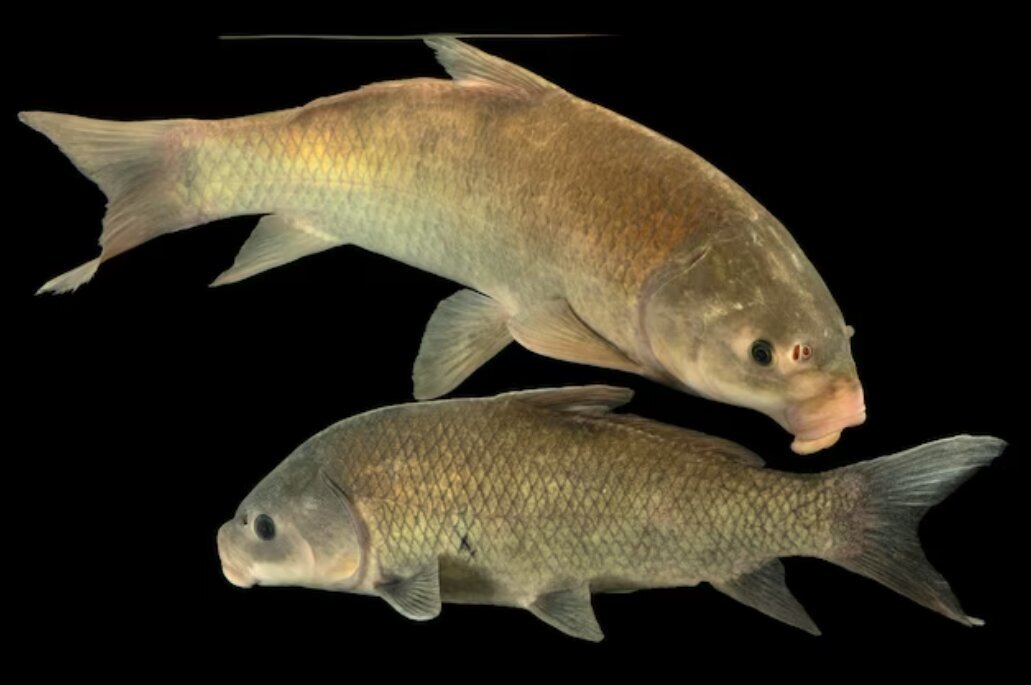 عکس| این موجود عجیب هرچقدر پیر می‌شود، سالم‌تر می‌شود!