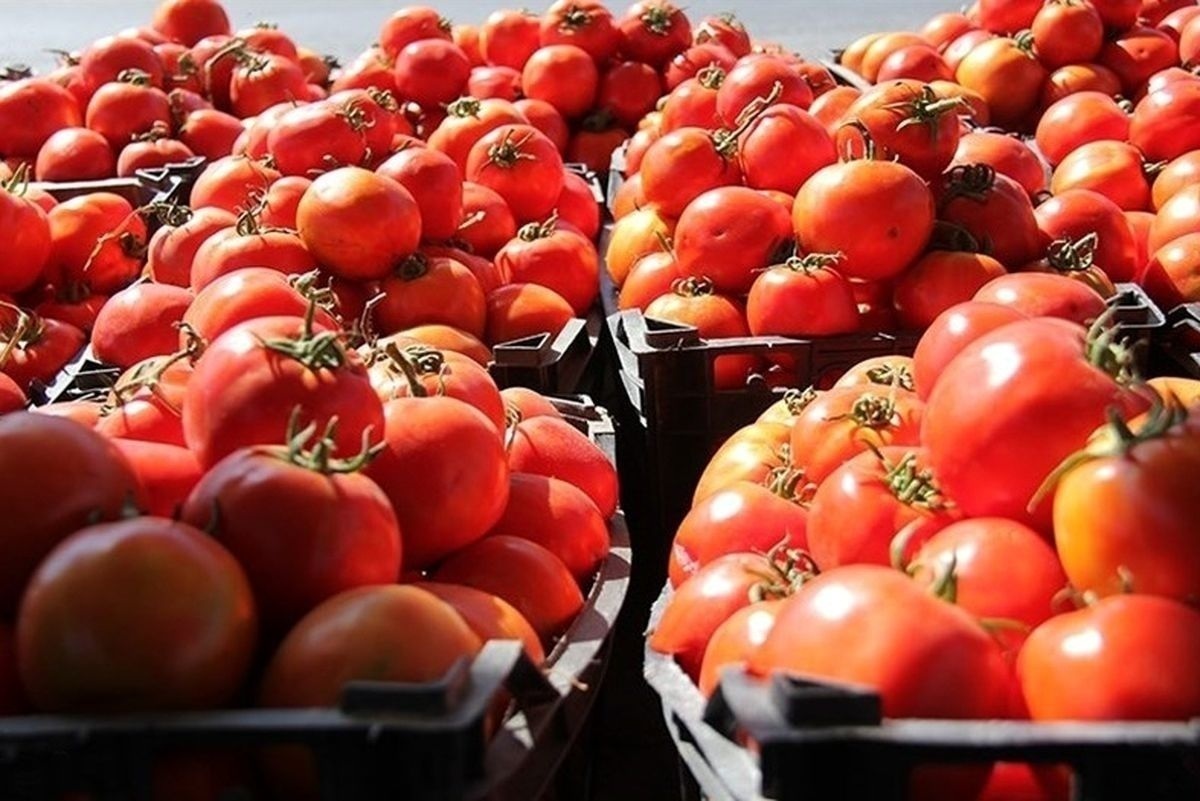 گوجه فرنگی ارزان می‌شود
