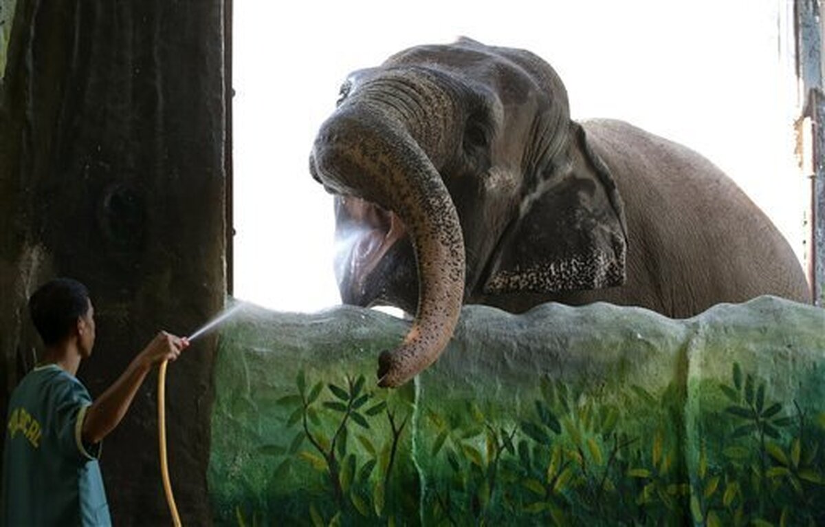 عکسl مرگ غمگین‌ترین فیل دنیا؛ داستان تلخ زندگی مالی!