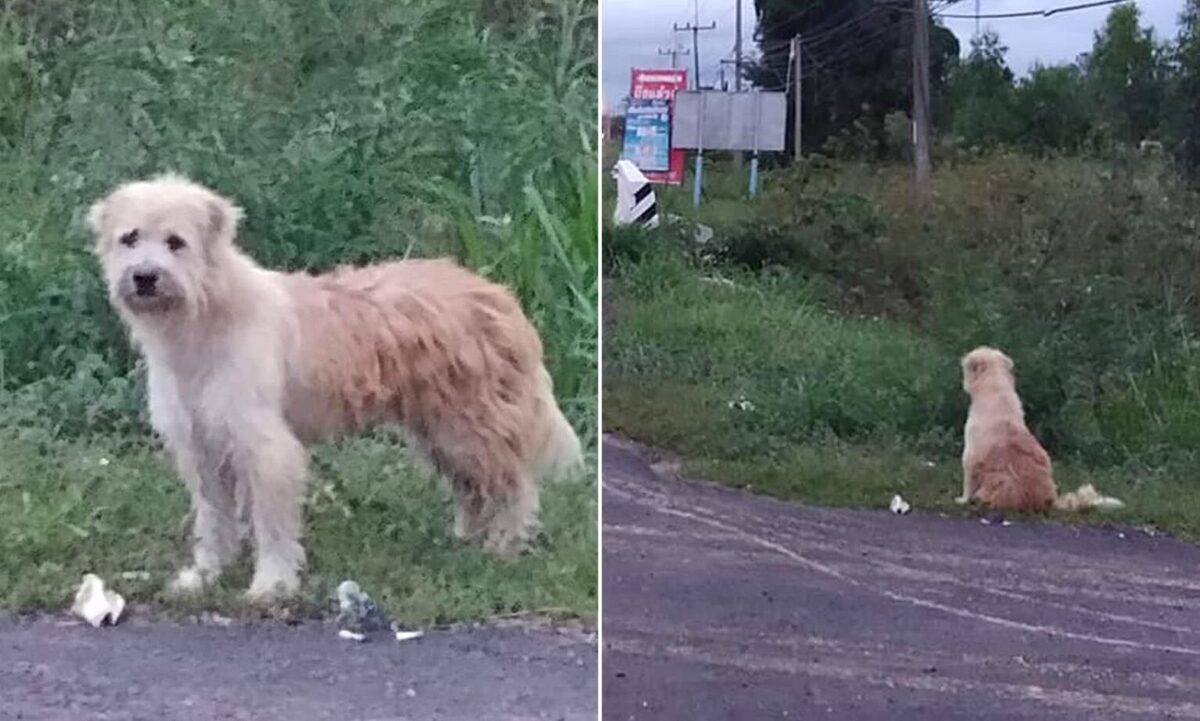 فیلم| سگ گمشده‌ای که ۴ سال کنار جاده به انتظار صاحبش نشست