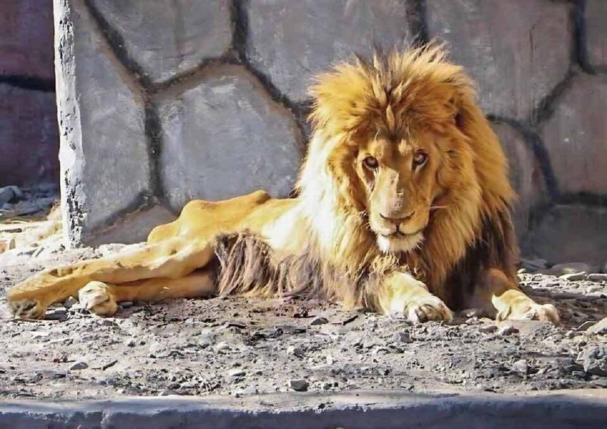 عکس| آخرین تصویر غم‌انگیر ریشا؛ شیر نر باغ وحش مشهد تلف شد