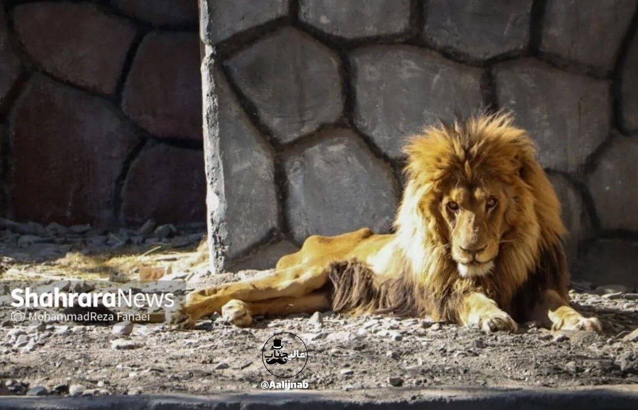 عکس| آخرین تصویر غم‌انگیر ریشا؛ شیر نر باغ وحش مشهد تلف شد