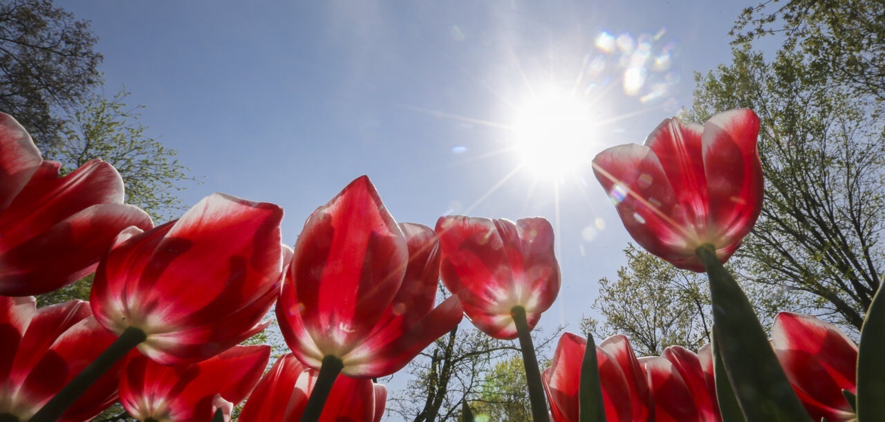 تصاویر| جشنواره گل‌های لاله در پارک ملت مشهد