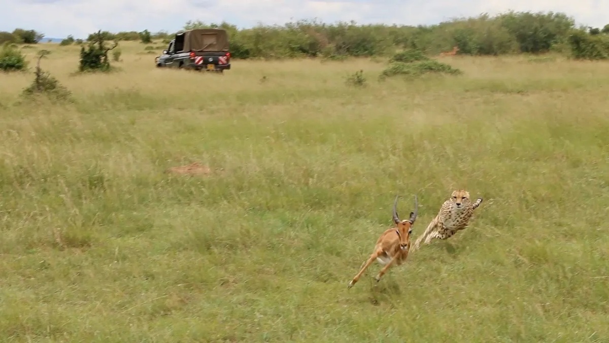 فیلم| تصادف شدید ایمپالای فراری از دست یوزپلنگ