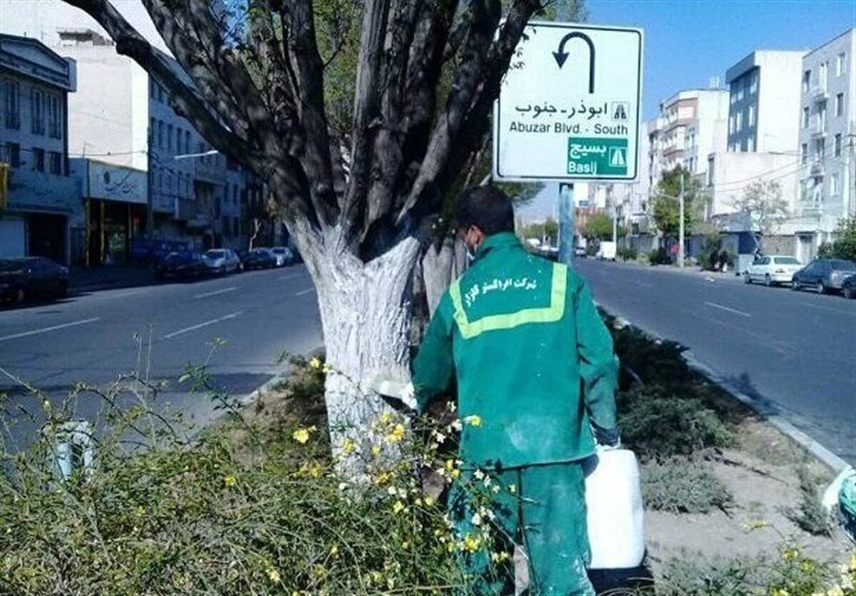هشدار به تهرانی‌ها؛ به این درختان دست نزنید