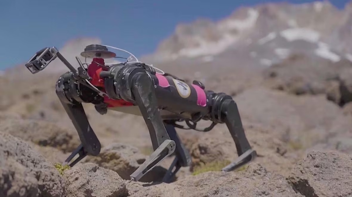 فیلم| تمرین سگ ماه‌نورد ناسا