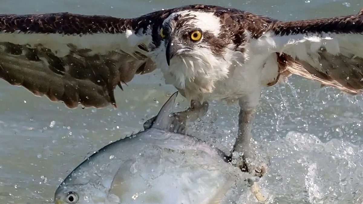 فیلم| زیرکی عقاب در قاپیدن ماهی ماهیگیر