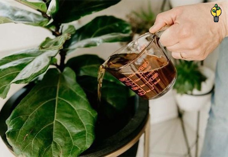 بهترین کود مایع خارجی بهترین کود مایع خارجی