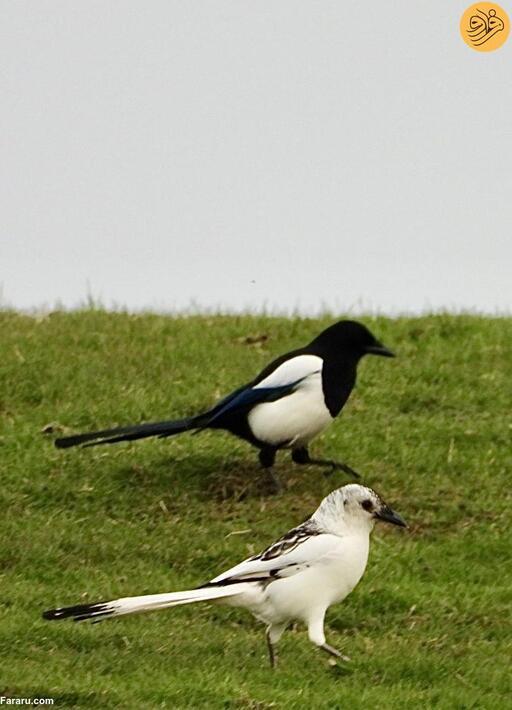 عکس| ثبت تصویر یک زاغ سفید کمیاب