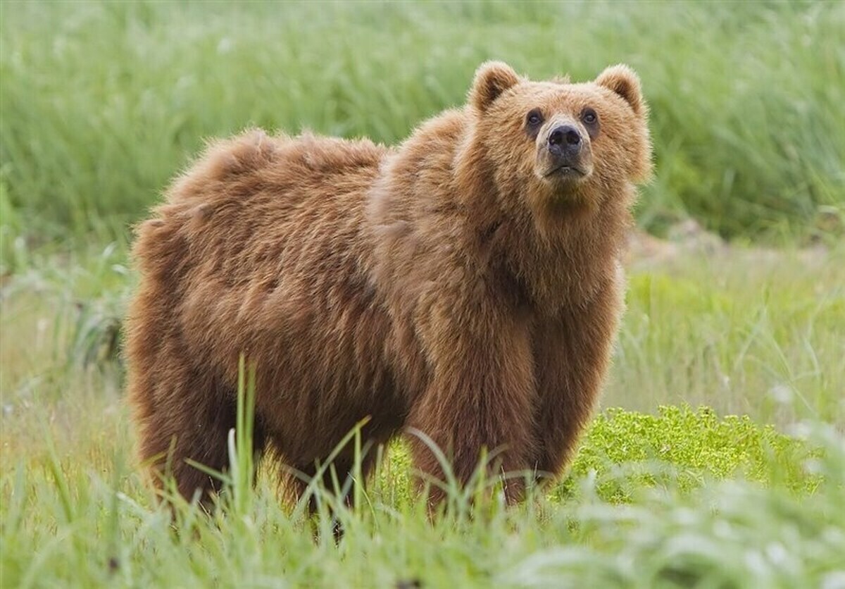 فیلم| مشاهده خرس قهوه‌ای در اشترانکوه