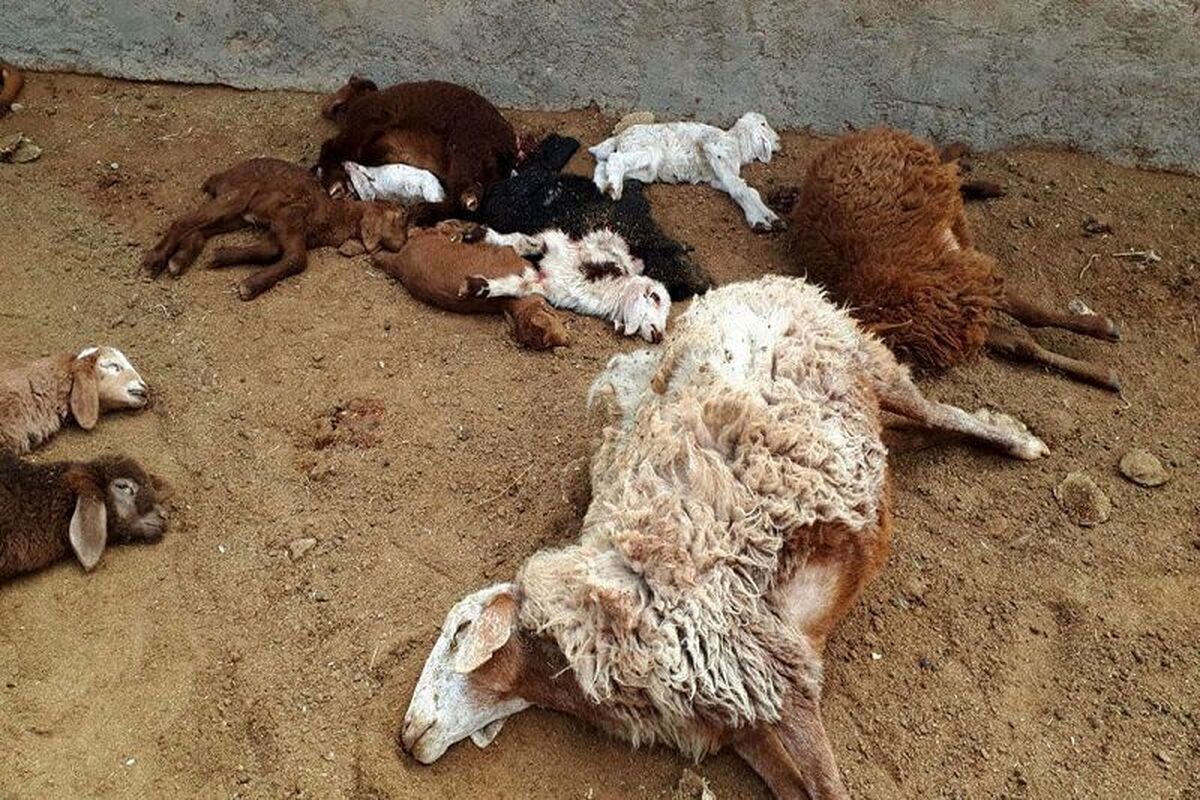 فیلم| جزئیات فوت چوپان و 120 گوسفند در کانتینر یک تریلی