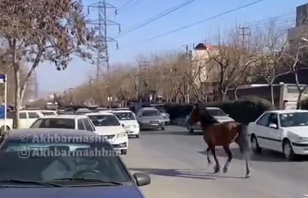 عکس/ رها شدن اسب‌های سرگردان در مشهد