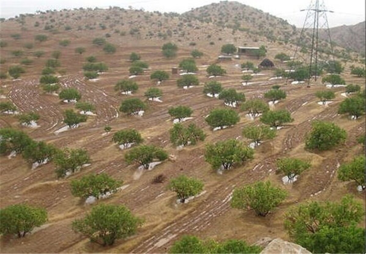 لبخند «پسته» به کشاورزی کهگیلویه وبویراحمد