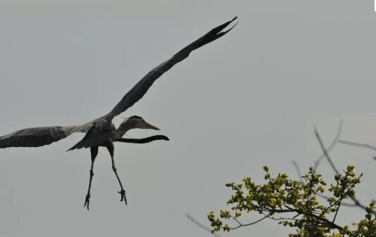 عکس/ شکار گلوی پرنده شکارچی را درید و از شکمش بیرون آمد! عکس/ شکار گلوی پرنده شکارچی را درید و از شکمش بیرون آمد!