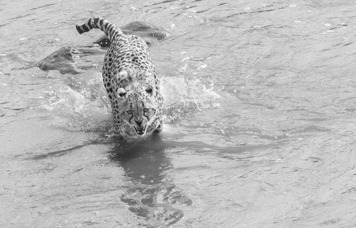 فیلم/ عبور نفسگیر دو یوزپلنگ از رودخانه پر از تمساح