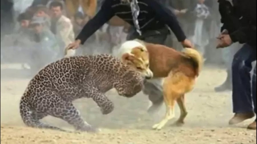 فیلم/ شکار ناموفق سگ توسط پلنگ در آبیک قزوین