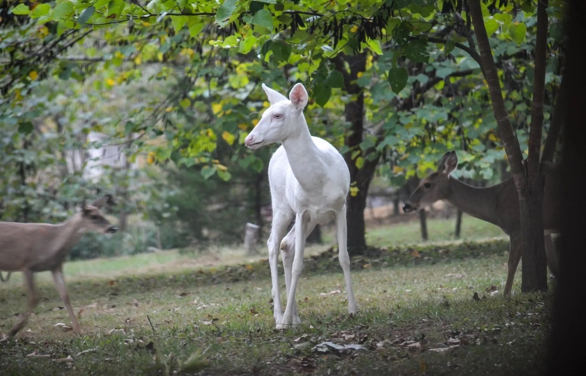 فیلم| مشاهده یک گوزن سفید نادر در جنگل‌های کانادا