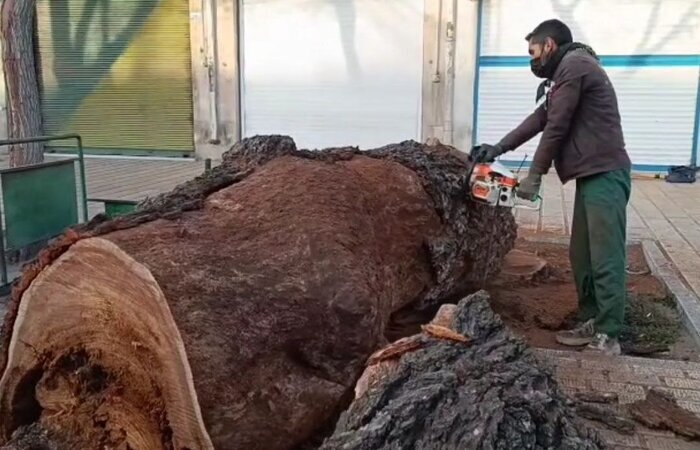 درخت دروه قاجار در قزوین قطع شد + عکس درخت دروه قاجار در قزوین قطع شد + عکس