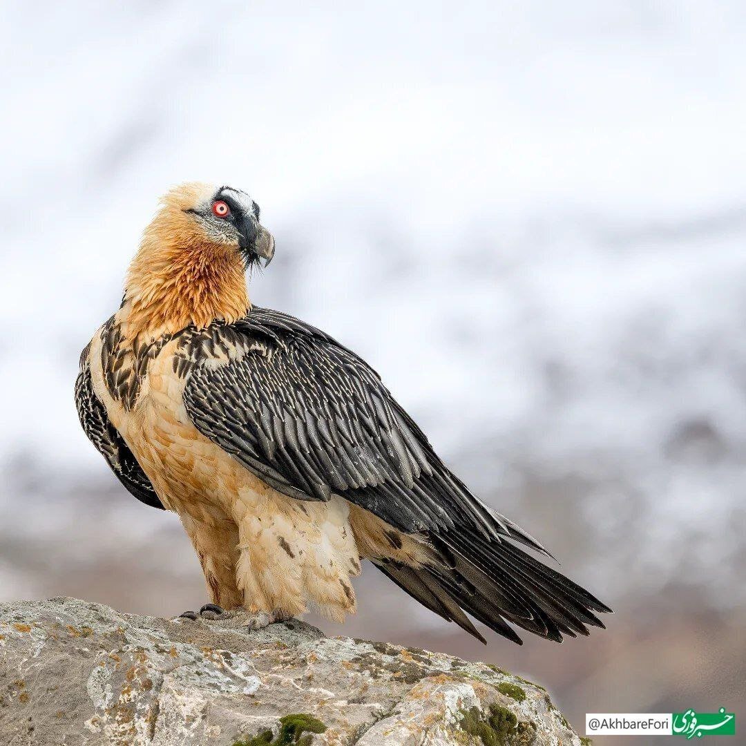 تصویری جدید از همای سعادت در ارتفاعات الموت