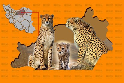 تنوع رنگارنگ 5 گونه گربه‌سان در توران سمنان + فیلم